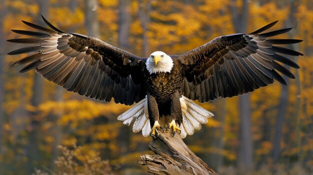 Foto di un'aquila calva regale che vola con feroce grazia