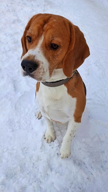 Foto di un bellissimo beagle di razza che siede sulla neve