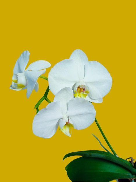 Foto di un bellissimo fiore bianco di phalaenopsis