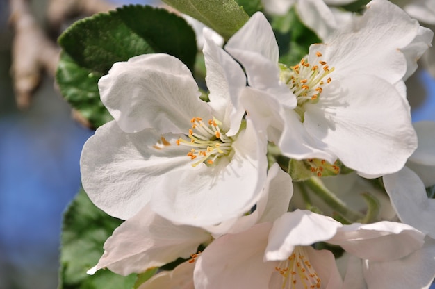 Foto di un brunch sull'albero in fiore con fiori bianchi