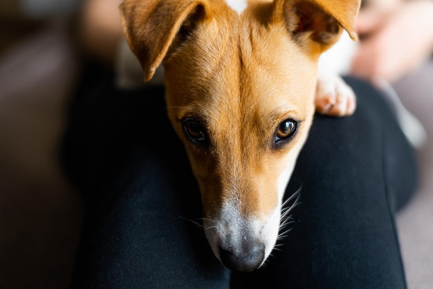 Foto di un cane Jack Russell terrier