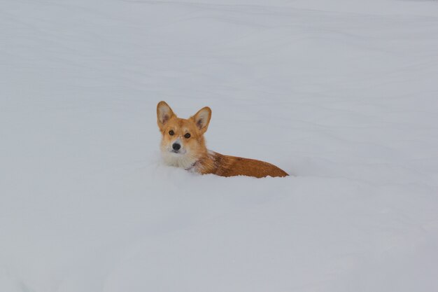 Foto di un cane (welsh corgi pembroke puppy) nella neve guardando la telecamera