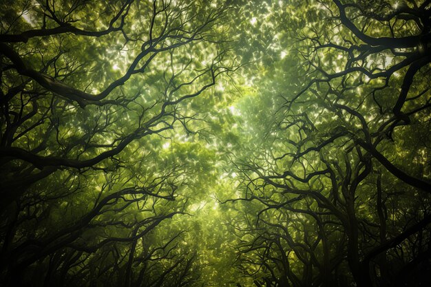 Foto di un capriccioso baldacchino di alberi