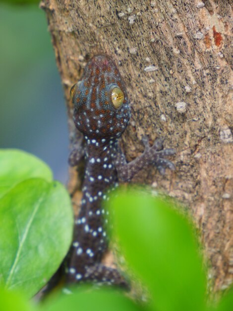 Foto di un cucciolo di geco appollaiato su un albero