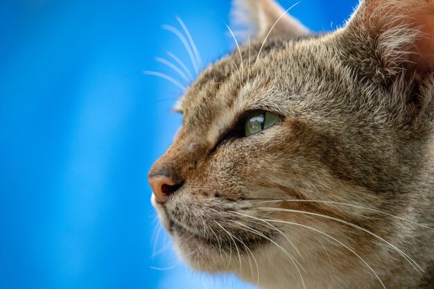 Foto di un gatto del villaggio con strisce grigio scuro.