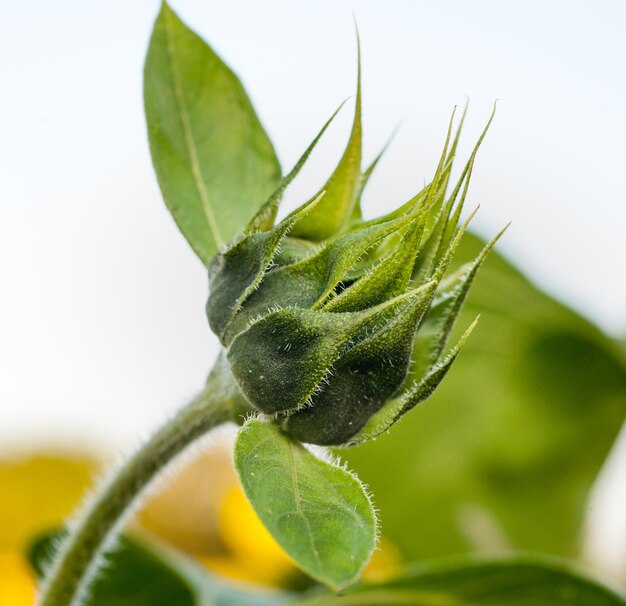 Foto di un giovane germoglio di girasole