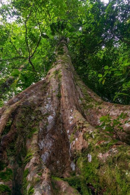 Foto di un grande albero nella foresta tropicale dell'Indonesia