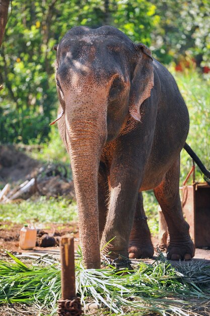 Foto di un grande elefante in natura in India