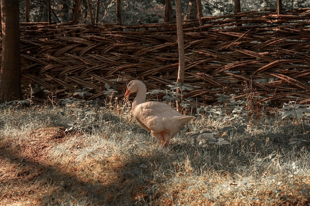 foto di un'oca in libertà