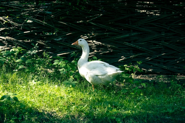 foto di un'oca in libertà