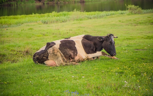 Foto di un paesaggio di un campo estivo. Mucca sporca in bianco e nero che giace nel campo e mangia erba.