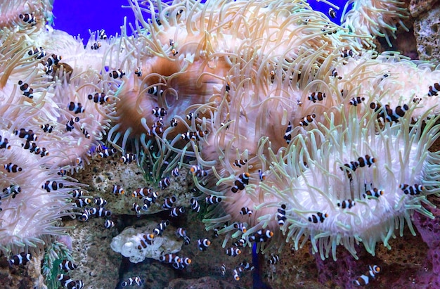 Foto di un pesce tropicale su una barriera corallina