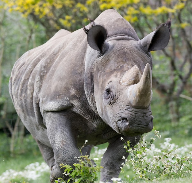 Foto di un rinoceronte sulla savana nel parco nazionale dell'Africa