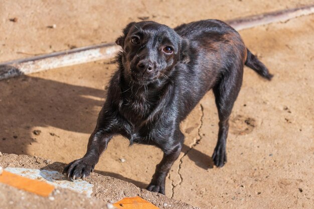 Foto di un simpatico cucciolo di razza canina di colore nero