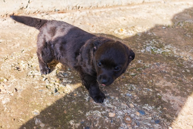 Foto di un simpatico cucciolo di razza canina di colore nero