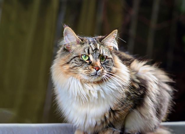 Foto di un simpatico gatto delle foreste norvegesi generativo ai