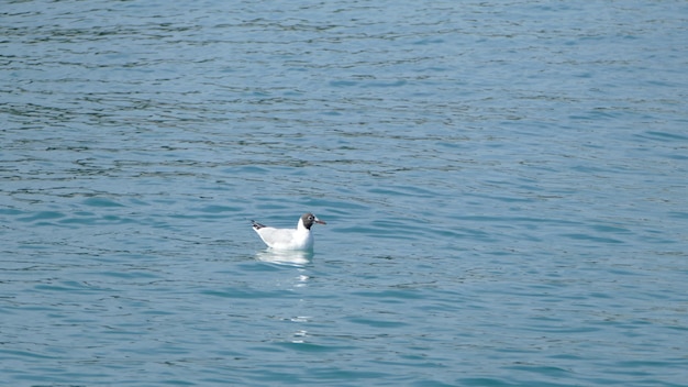 Foto di un uccello marino che nuota