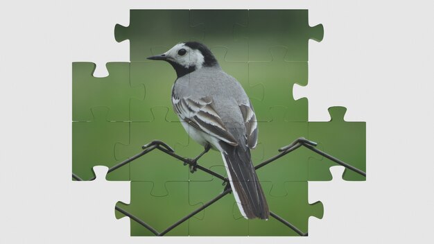 Foto di un uccello su un puzzle