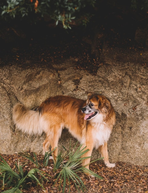 foto di un vecchio cane peloso per strada.