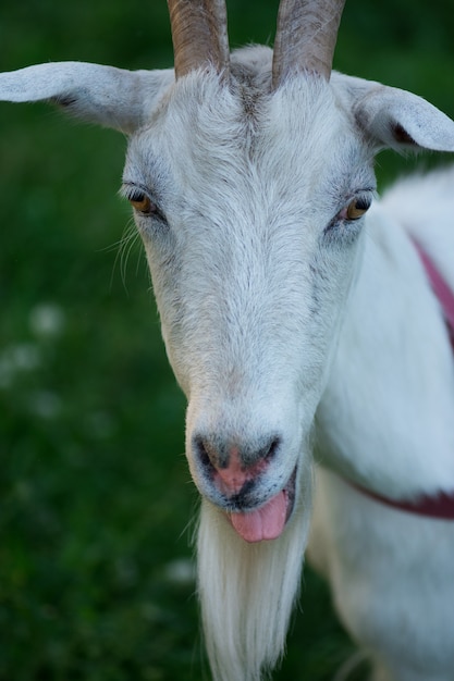 Foto di una capra felice. La capra divertente mostra la sua lingua. Ritratto di una capra che mostra la lingua