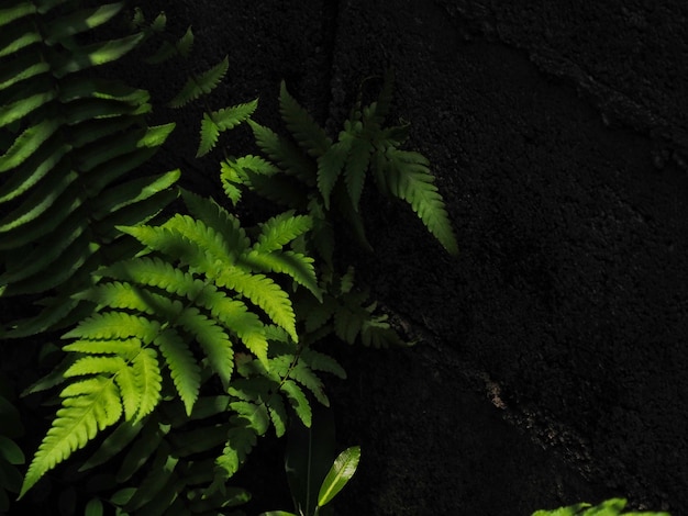 Foto di una felce maschio accanto a un muro di cemento.