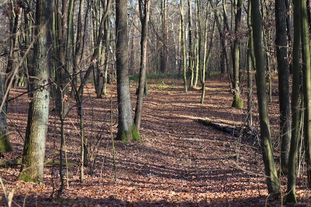 foto di una passeggiata in natura attraverso la foresta e la città