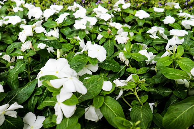 Foto di una pianta di fiore di vinca bianca o pervinca del madagascar con foglie verdi sane