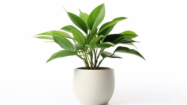 Foto di Una pianta verde da camera cresce in un vaso bianco Generato da AI