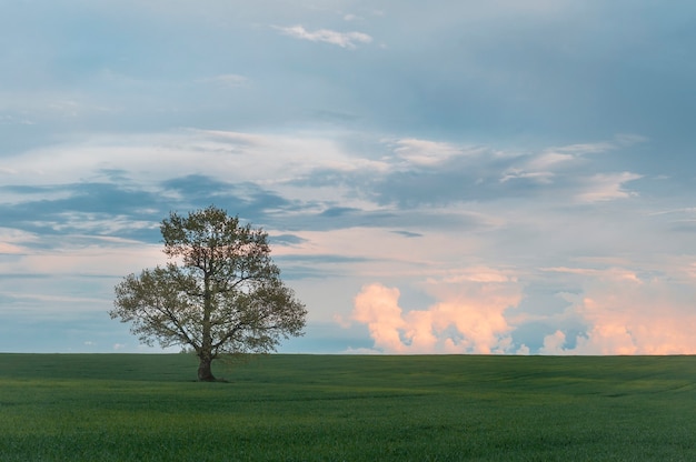 Foto di una quercia solitaria in un campo. Tramonto.