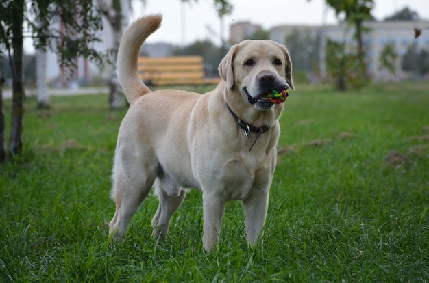 Foto di una razza di Labrador Retriever maschio potente e bella