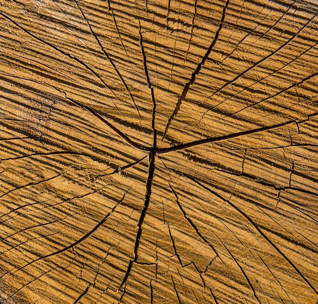 Foto di una vecchia consistenza marrone di una sezione trasversale di un albero