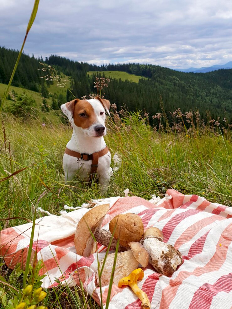 Foto di viaggio cane jack russell in montagna con raccolta di funghi