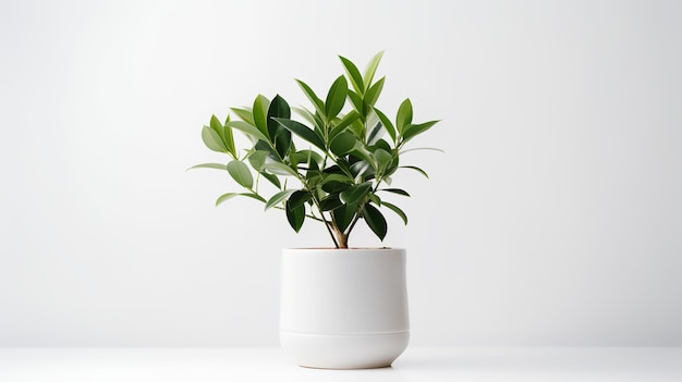 Foto di Zamioculcas zamiifolia in vaso minimalista come pianta domestica per la decorazione domestica isolata su bianco