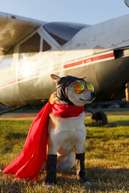 Foto divertente del cane Shiba Inu in tuta da pilota in aeroporto