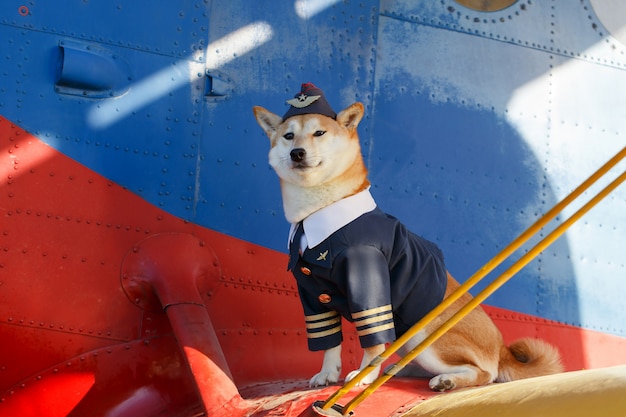 Foto divertente del cane Shiba Inu