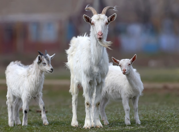 Foto divertenti di giovani capre e delle loro madri