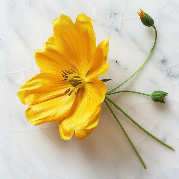 foto fiore giallo su sfondo bianco