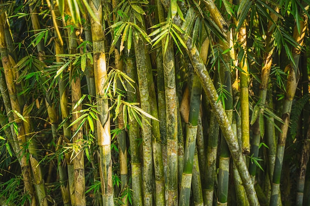 Foto focalizzata sulla luce del sole che si trova sulle palme, foto di stock di natura tropicale senza persone