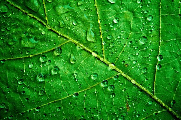 Foto foglia verde da vicino