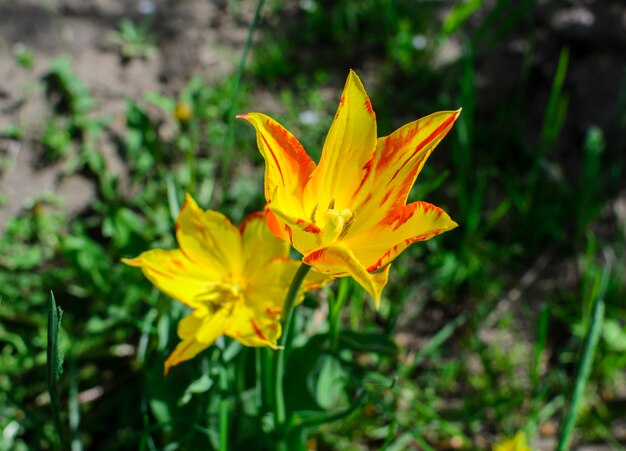 Foto gialla della molla del tulipano dei fiori