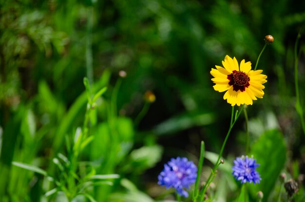 Foto gratis di fiori nel prato