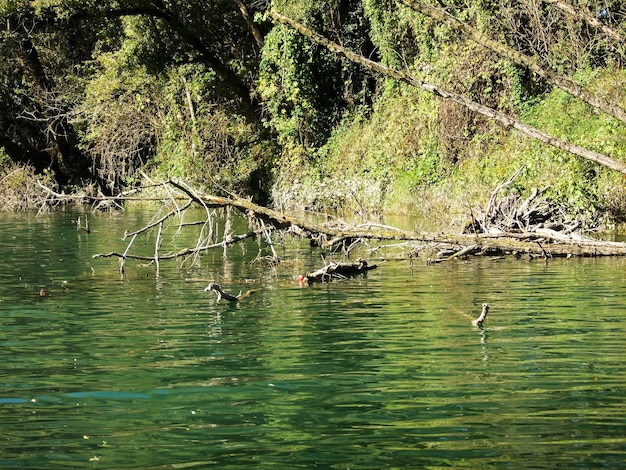 Foto Immagine del bellissimo fiume Brenta selvaggio nel nord Italia