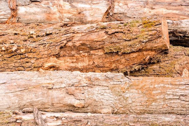 Foto Immagine della bellissima trama di sfondo in legno