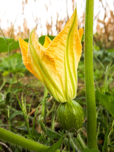 Foto Immagine di bellissimo fiore in fiore sfondo