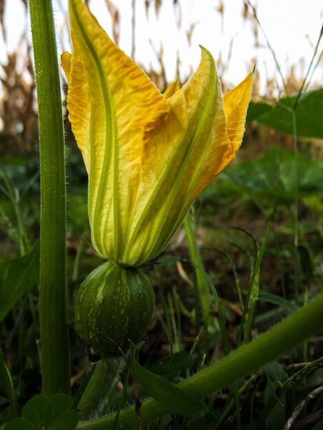 Foto Immagine di bellissimo fiore in fiore sfondo