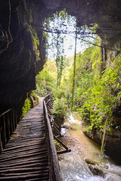 Foto Immagine di Deep Forest Pathway Passerella in legno