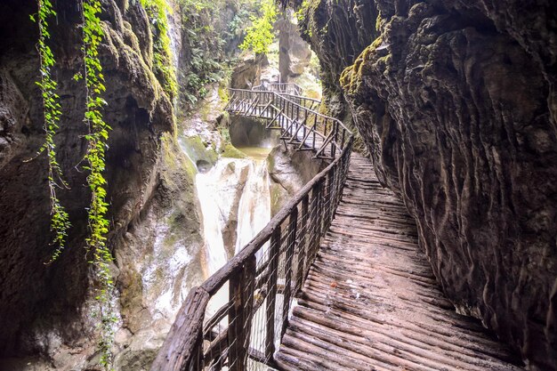 Foto Immagine di Deep Forest Pathway Passerella in legno