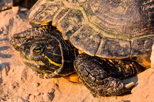 Foto Immagine di Tartaruga dalle orecchie rosse Trachemys Scripta Elegans