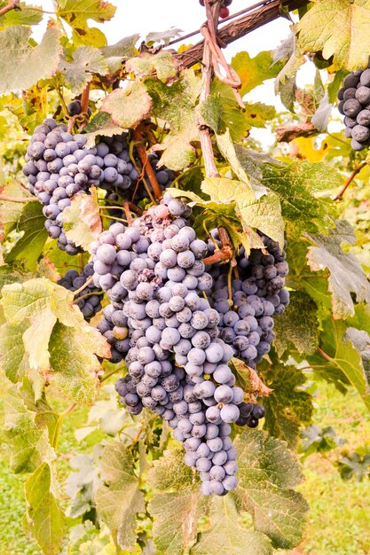 Foto Immagine di un bellissimo vigneto di frutta d'uva pronto a produrre vino