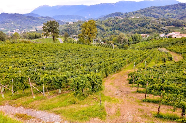 Foto Immagine di un bellissimo vigneto di frutta d'uva pronto a produrre vino